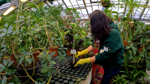 Почувствуй себя ботаником! Волонтёрское движение в Ботаническом саду Петра Великого