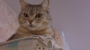 Терпение, немного вкусняшек, а лучше — вызов Кошкиспаса: как помочь хвостатым в стрессе