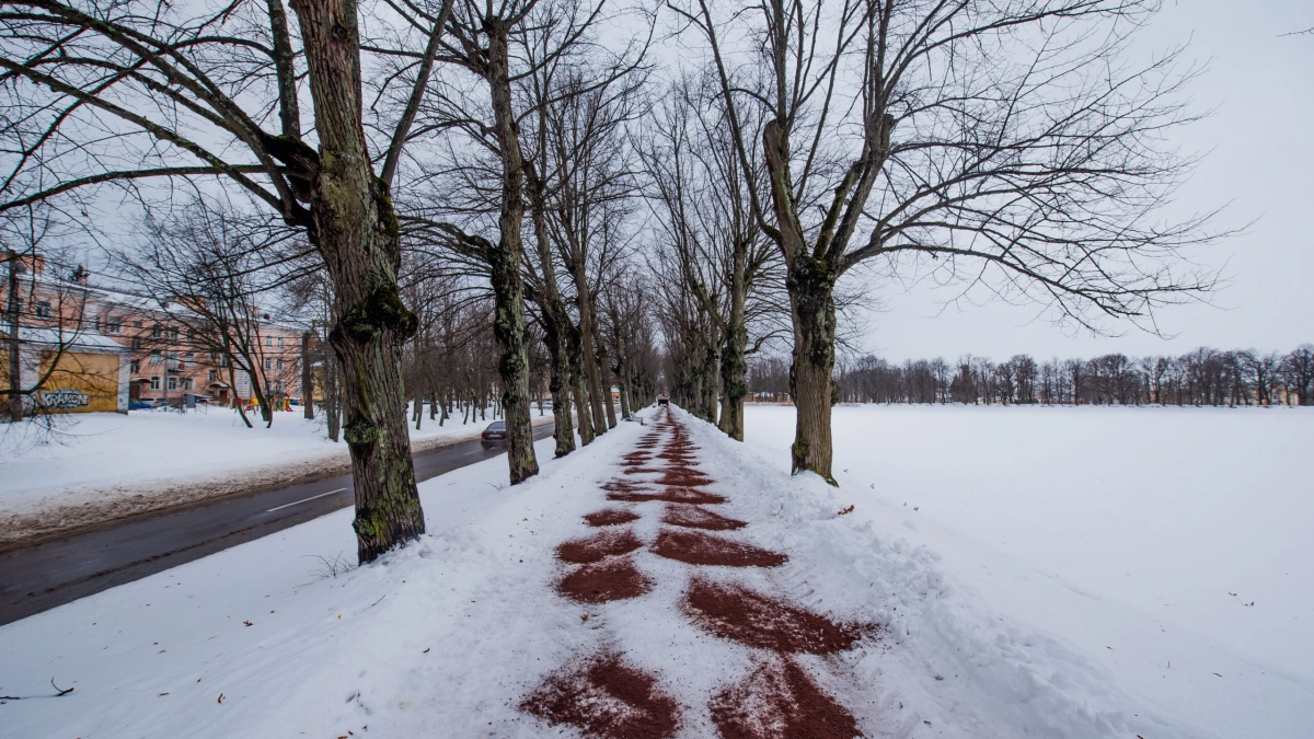 В Петербурге поддержали отказ от химических реагентов на тротуарах - tvspb.ru