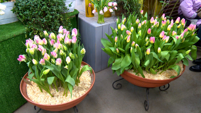 Из февраля – в май: в Ботаническом саду распустились тюльпаны, сирень и нарциссы