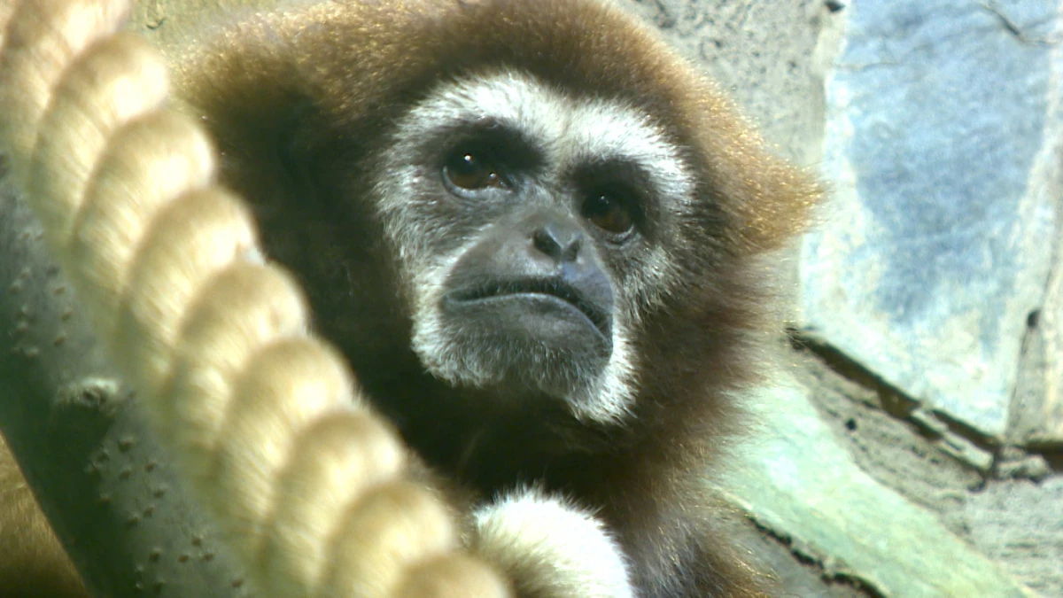 В Госдуме выступили против запрета животных в цирках - tvspb.ru