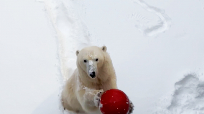 Хаарчаана из Ленинградского зоопарка отметила День белого медведя
