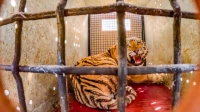 Как раненого амурского тигра везли из Владивостока в Ленобласть через Москву