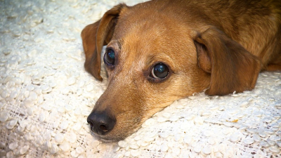 В Пушкине «Хонда» сбила пенсионерку с собакой: пёс погиб