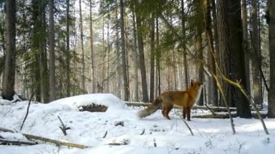 В лесах под Петербургом истошно закричали лисы