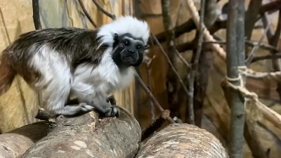 Ленинградский зоопарк показал очаровательную парочку обезьянок-тамаринов