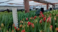 Агрономы Всеволожского района вырастили первые ленинградские тюльпаны