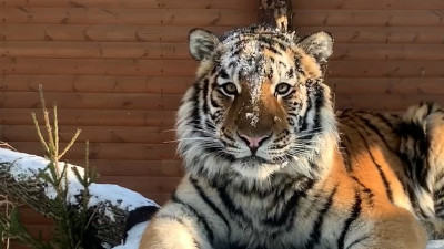 Как домашний кот: Ленинградский зоопарк показал тигра Зевса, который нежится на солнышке