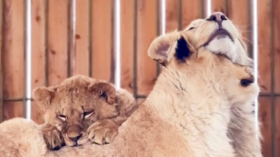 Кошачьи нежности: парк львов «Земля прайда» показал, как спит его маленькая обитательница