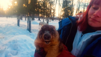 В День сурка Филимон из «Приюта Белоснежки» предсказал петербуржцам позднюю весну