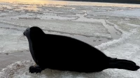 Первые серые тюленята уже появились на льду Финского залива