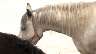 В Петербурге проходит реабилитацию конь, которого спасли из разрушенной конюшни в Мариуполе