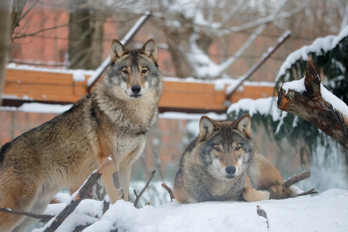 Ленинградский зоопарк пригласил петербуржцев отметить 23 февраля с волками и тиграми - tvspb.ru