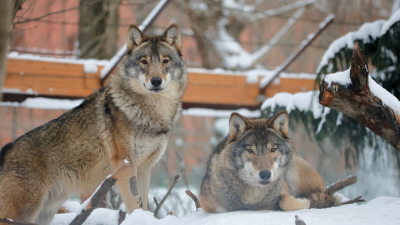 Ленинградский зоопарк показал, как гуляют волки Мрак и Сумрак