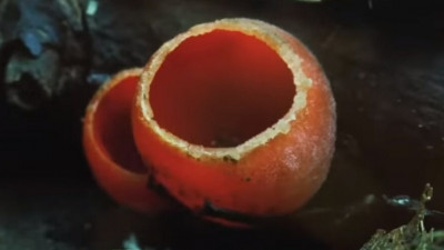 Под Петербургом нашли первый съедобный гриб – саркосцифу алую