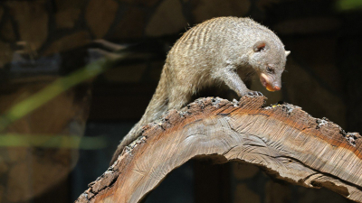 Ленинградский зоопарк показал новый вольер для полосатых мангустов