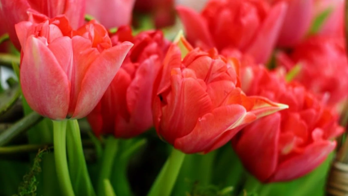 В Ботаническом саду открылся фестиваль цветов «Оттепель чувств» - tvspb.ru