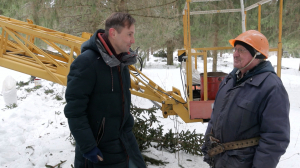 Будущий лес: в Ленинградской области идёт сбор шишек на семена для посадки хвойных деревьев