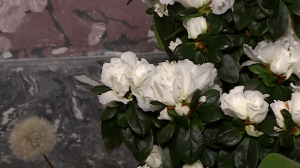 Проект «Цветущий дворец» в Царском Селе