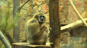 Солидный, рассудительный, активный: звезде соцсетей Ленинградского зоопарка гиббону Персею сегодня исполняется 30 лет