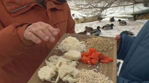 А гарнир — для уточек: чем лучше подкармливать водоплавающих зимой