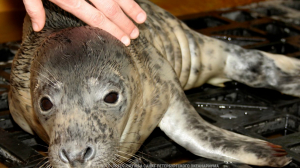 Развлечение для тюленей — радость для зрителей: как живётся морским обитателям в петербургском океанариуме
