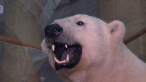 Артур и другие: Музей Арктики и Антарктики приглашает на два праздника сразу
