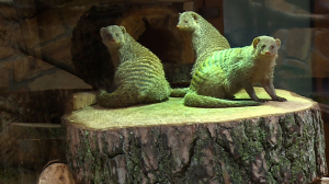 Новоселье у мангустов. В Ленинградском зоопарке подготовили африканским зверькам новый вольер