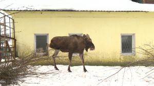 «Ёлки, палки и щепа» — лучший подарок: полезный витаминный завтрак  из новогодних деревьев для питомцев центра «Велес»