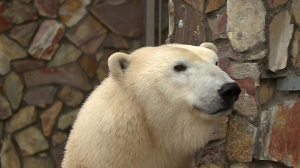 Девушка в расцвете лет: поздравим белую медведицу Хаарчаану её любимой свёклой