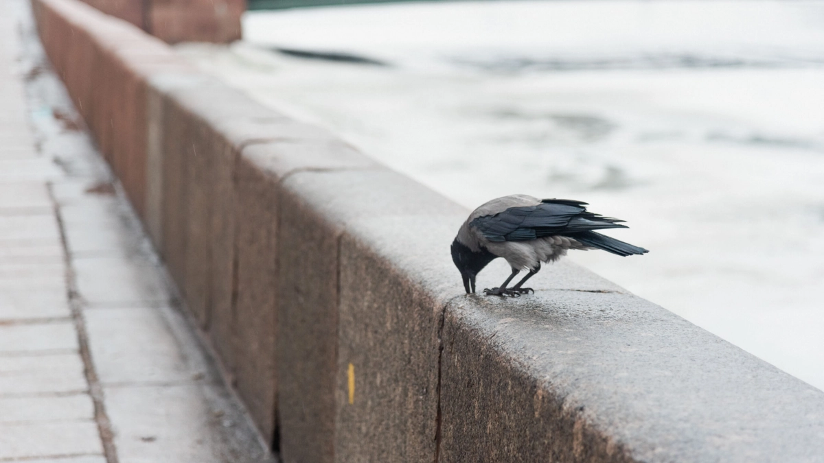 В День орнитолога эксперт рассказал, как правильно подкармливать птиц - tvspb.ru