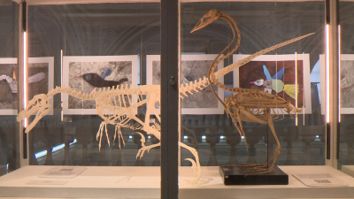 Как петербургские ученые открывают новые виды динозавров