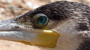 Лесные новости. Зимующие лебеди и бакланы на Финском заливе, а также сбивающиеся в пары зайцы-беляки