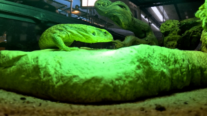 Домашний дракон — капский варан