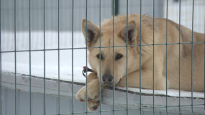 Как завоевать доверие собаки или кошки из приюта?