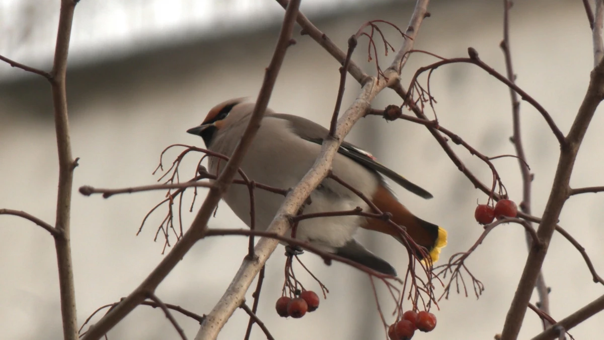 Орнитологи рассказали, чем можно и нельзя подкармливать птиц в морозы - tvspb.ru