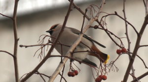 Синицы, дятлы, чечётки и свиристели. В Ржевском лесопарке учат наблюдать за птицами