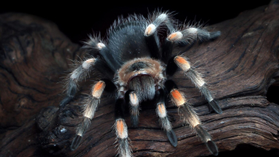 В Уфе гигантский тарантул смертельно напугал жителей многоэтажки