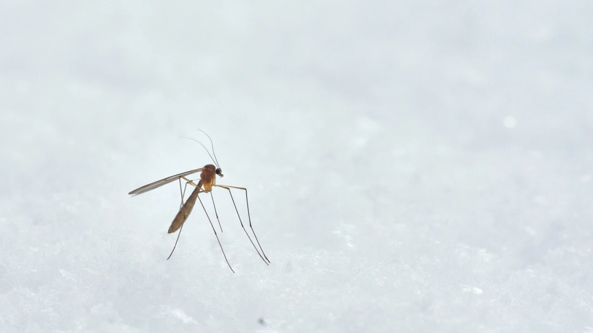 Биологи выяснили, как малярийным комарам удаётся уворачиваться от ударов - tvspb.ru