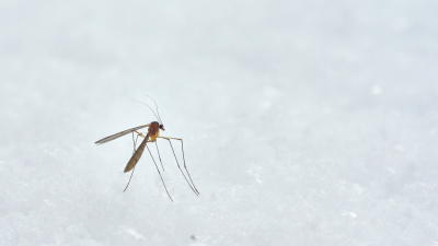 Биологи выяснили, как малярийным комарам удаётся уворачиваться от ударов