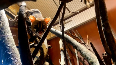 Ленинградский зоопарк показал, как гуляют генетты – хищные ночные зверьки