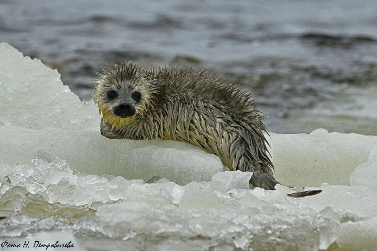 Очевидцы спасли нерпенка, которого прибило к берегу на льдине в Ленобласти - tvspb.ru