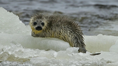 Очевидцы спасли нерпенка, которого прибило к берегу на льдине в Ленобласти