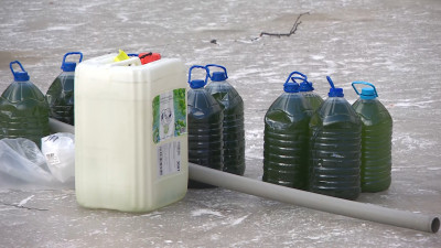 В Петербурге бороться с сине-зелеными водорослями будут с помощью хлореллы