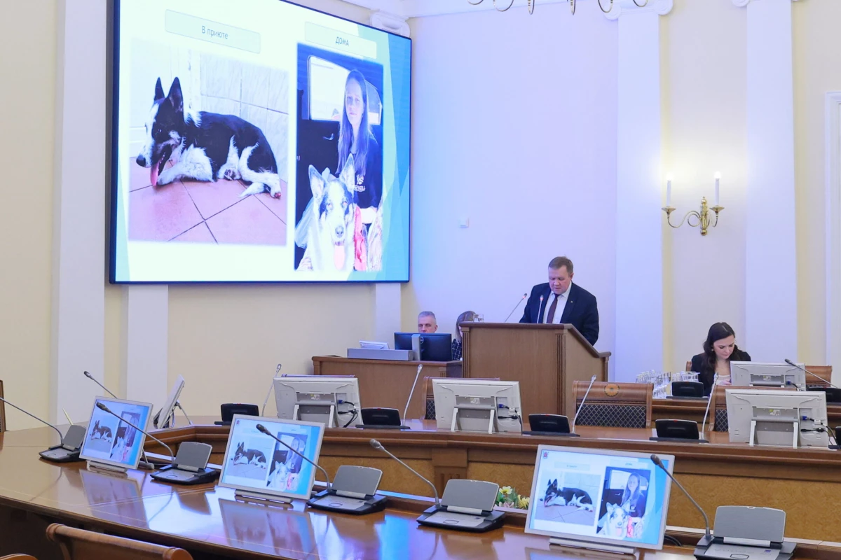 Смольный выделит на приюты для животных почти 5 миллионов рублей - tvspb.ru