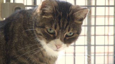 В Петербурге может появиться памятник эрмитажным котам