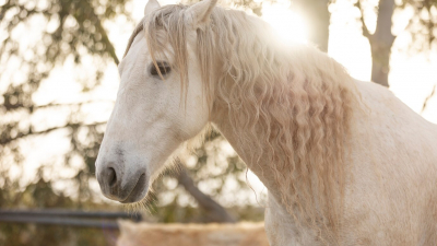 Житель Кузбасса въехал в квартиру на белом коне ради примирения с любимой