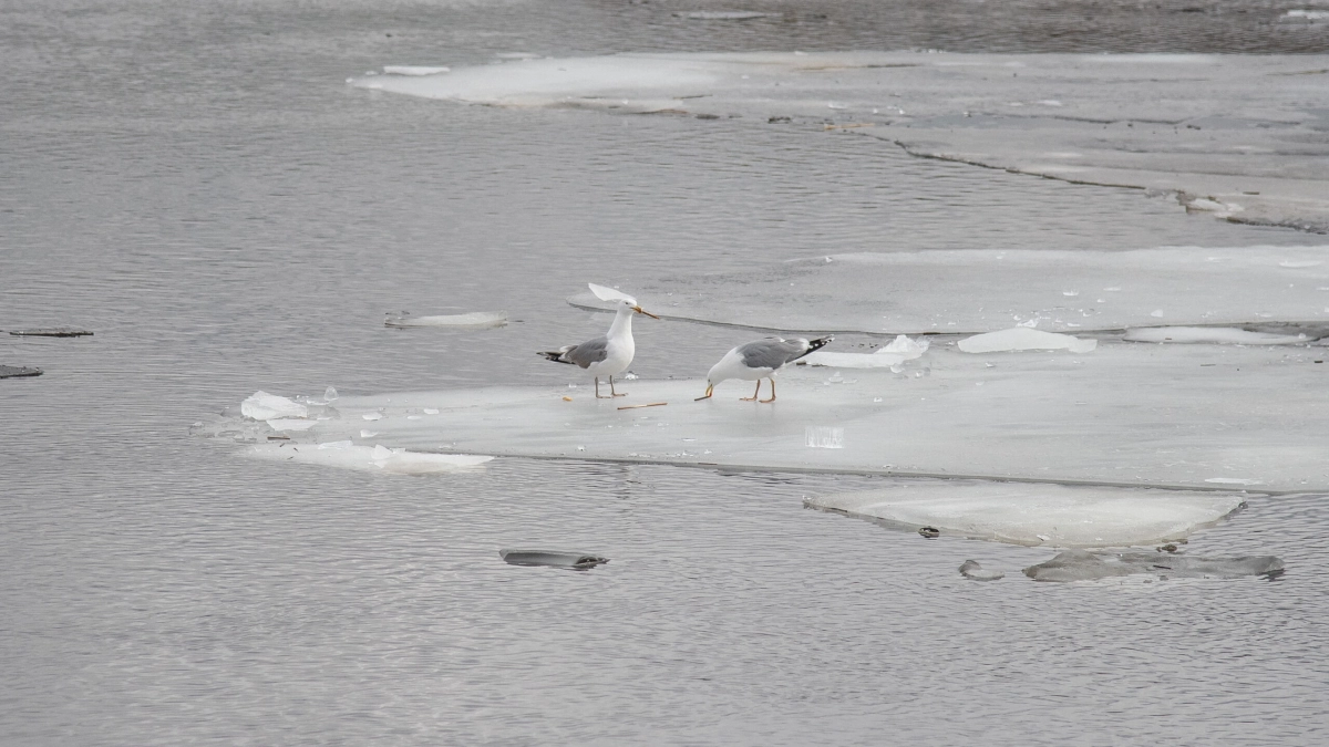 В Ленобласти спасатели вытащили мужчину, провалившегося под лед реки Коваши - tvspb.ru