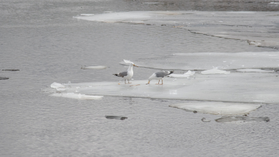 В Ленобласти спасатели вытащили мужчину, провалившегося под лед реки Коваши