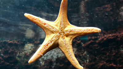 В морской звезде нашли соединения против опухолей